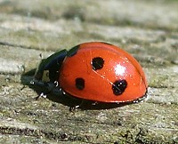 Seven-spot Ladybird - Coccinella 7-punctata