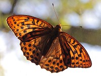 Silver-washed Fritillary - Argynnis paphia