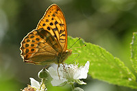 Silver-washed Fritillary - Argynnis paphia