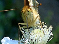 Silver-washed Fritillary - Argynnis paphia