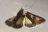 Silver Y Moth - Autographa gamma