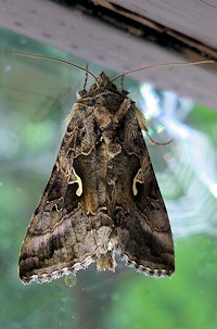 Silver Y Moth - Autographa gamma