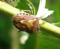 Sloe Bug - Dolycoris baccarum