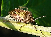 Sloe Bug - Dolycoris baccarum