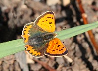 Small Copper Butterfly - Lycaena phlaeas