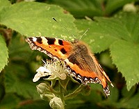 Small Tortoiseshell Butterfly - Aglais urticae