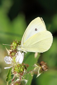 Small White Butterfly - Pieris rapae