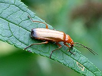 Soldier Beetle - Rhagonycha fulva
