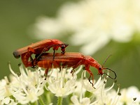 Soldier Beetle - Rhagonycha fulva