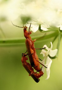 Soldier Beetle - Rhagonycha fulva
