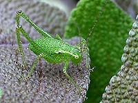 Juvenile Speckled Bush Cricket - Leptophyes punctatissima