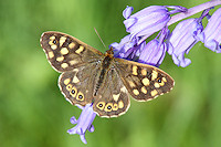 Speckled Wood Butterfly - Pararge aegeria