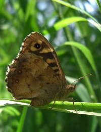 Speckled Wood Butterfly - Pararge aegeria