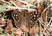 Speckled Wood Butterfly - Pararge aegeria