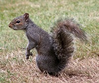Grey Squirrel - Sciurus caroliniensis