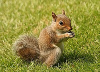 Grey Squirrel - Sciurus caroliniensis