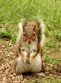 Grey Squirrel - Sciurus caroliniensis