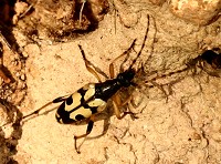 Longhorn Beetle - Strangalia Maculata