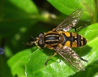 Sun Fly - Helophilus pendulus