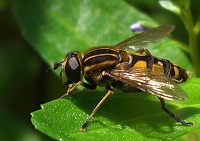 Sun Fly - Helophilus pendulus