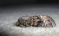 Svensson's Copper Underwing - Amphipyra berbera