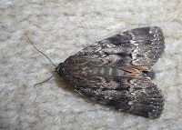 Svensson's Copper Underwing - Amphipyra berbera