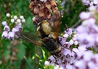 Fly - Tachina fera