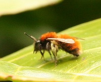 Tawny Mining Bee - Andrena Fulva