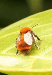 Tawny Mining Bee - Andrena Fulva