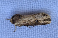 The Flame Moth - Axylia putris