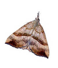 The Snout Moth - Hypena proboscidalis