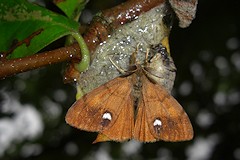 The Vapourer Moth - Orgyia antiqua