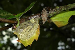 The Vapourer Moth - Orgyia antiqua