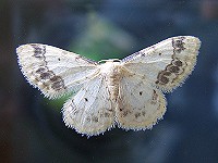 Treble Brown-Spot - Idaea trigeminata