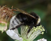 Vestal Cuckoo Bee - Bombus vestalis