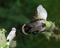 Vestal Cuckoo Bee - Bombus vestalis