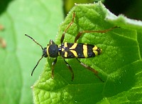 Wasp Beetle - Clytus arietis