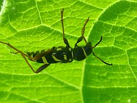 Wasp Beetle - Clytus arietis