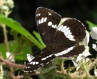 White Admiral - Limenitis camilla