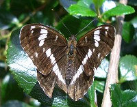 White Admiral - Limenitis camilla