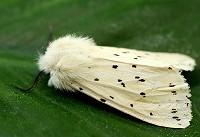 White Ermine Moth - Spilosoma lubricipeda