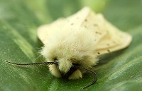 White Ermine Moth - Spilosoma lubricipeda
