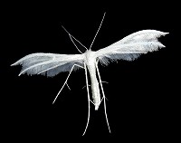 White Plume Moth - Pterophorus pentadactyla