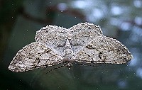 Willow Beauty - Peribatodes rhomboidaria