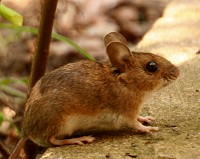 Wood Mouse - Apodemus sylvaticus