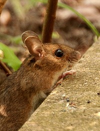 Wood Mouse - Apodemus sylvaticus