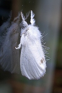 Yellow-tail Moth - Euproctis similis