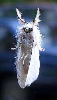 Yellow-tail Moth - Euproctis similis