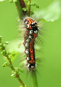 Yellow-tail Moth Caterpillar - Euproctis similis