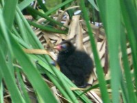 Baby Moorhen - Gallinulla chloropus